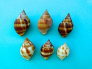 nutmeg colors nutmeg colors