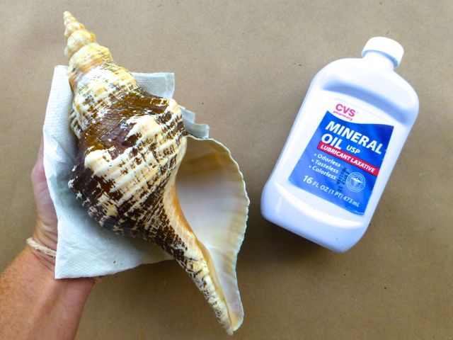 How To Restore Color To Your Seashells I Love Shelling | how to restore color to your seashells i love shelling How To Restore Color To Your Seashells I Love Shelling | how to restore color to your seashells i love shelling