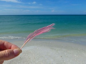 roseate spoonbill feather sanibel roseate spoonbill feather sanibel