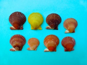 rough scallop colors rough scallop colors