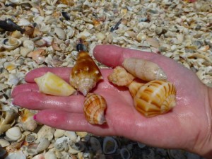 sanibel six blid pass captiva