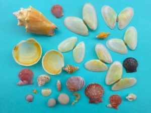seashells bowmans seashells bowmans