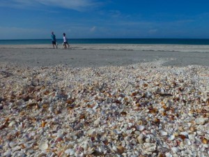 seashells boys seashells boys