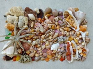 seashells huricane isaac
