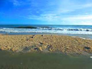 shell pile bowmans beach