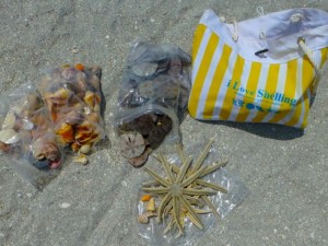 shelling bags sand dollars starfish