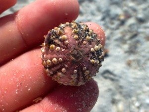 tiny sea urchin tiny sea urchin