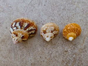 turban colors