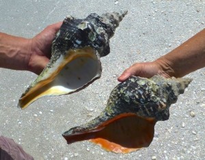 twin horse conchs