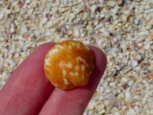 Bittersweet clam captiva seashells Bittersweet clam captiva seashells