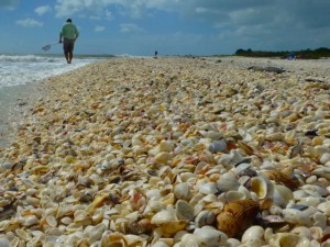 Clark sanibel seashell pile Clark sanibel seashell pile