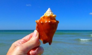 Fighting conch seashell captiva Fighting conch seashell captiva