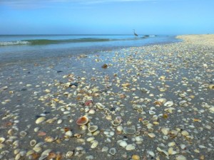 Sanibel seashell beach bivalves Sanibel seashell beach bivalves
