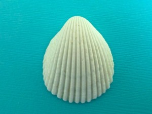 albino florida prickly cockle