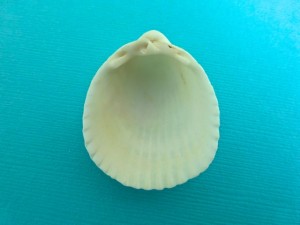 albino florida prickly cockle interior