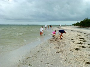 beach combers sanibel beach combers sanibel