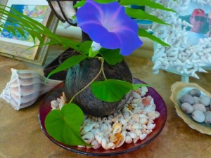 coconut on bed of seashells