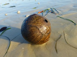 coconut on the beach
