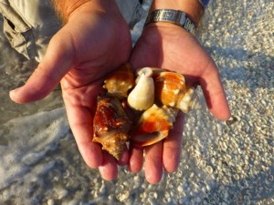 eric seashells ft lauderdale eric seashells ft lauderdale