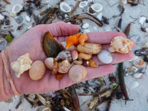 hand full of seashells lighthouse hand full of seashells lighthouse