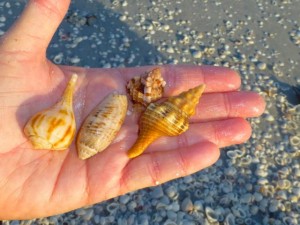 judy seashells sanibel judy seashells sanibel