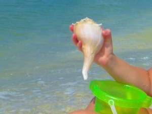 lightning whelk jen sanibel bp lightning whelk jen sanibel bp