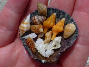 mary beth mianiature shells
