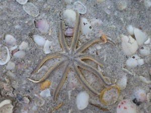 millipede starfish millipede starfish