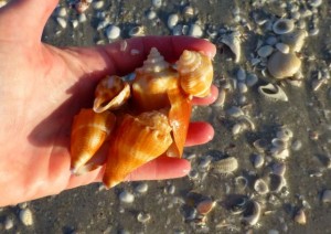 my seashells sanibel my seashells sanibel