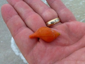 orange true tulip small orange true tulip small