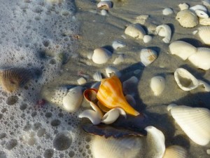 pear whelk gscp sanibel florida pear whelk gscp sanibel florida