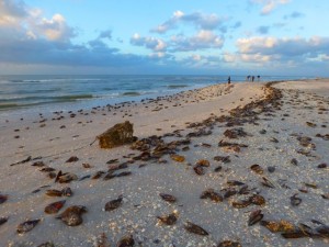 pen shell wrack line sanibel florida pen shell wrack line sanibel florida