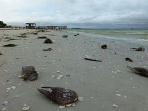 pen shells sanibel pier sky pen shells sanibel pier sky