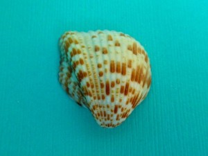 sanibel dove strawberry cockle sanibel dove strawberry cockle