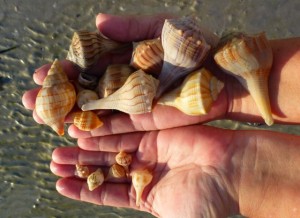 sanibel fishing pier hand of seashells