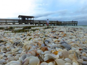 sanibel pier seashells sanibel pier seashells