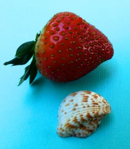 sanibel strawberries sanibel strawberries