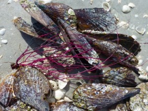 sea whip pen shells sanibel sea whip pen shells sanibel