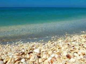 seashell beach aqua gulf of mexico seashell beach aqua gulf of mexico
