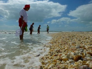 seashell collecting hurricane sandy sanibel seashell collecting hurricane sandy sanibel