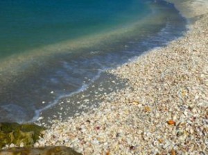 seashell pile aqua sea seashell pile aqua sea