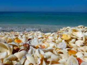 seashells aqua sea seashells aqua sea