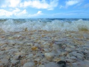 seashells water blue sky seashells water blue sky