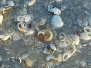 shark eye gscp sanibel hurricane sandy shark eye gscp sanibel hurricane sandy