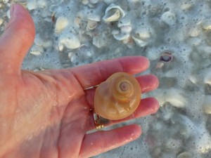 sharks eye GSCP sanibel florida sharks eye GSCP sanibel florida