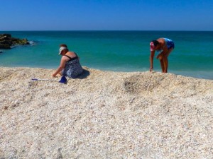 shell sifters captiva blind pass shell sifters captiva blind pass