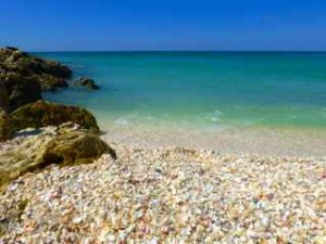 turquoise water seashells florida turquoise water seashells florida