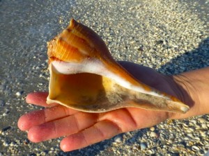 whelk gulf side city park sanibel whelk gulf side city park sanibel