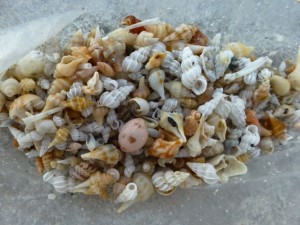 Dena Sanibel miniature shells Dena Sanibel miniature shells