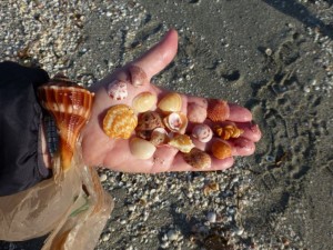 Johnnie seashells captiva Johnnie seashells captiva
